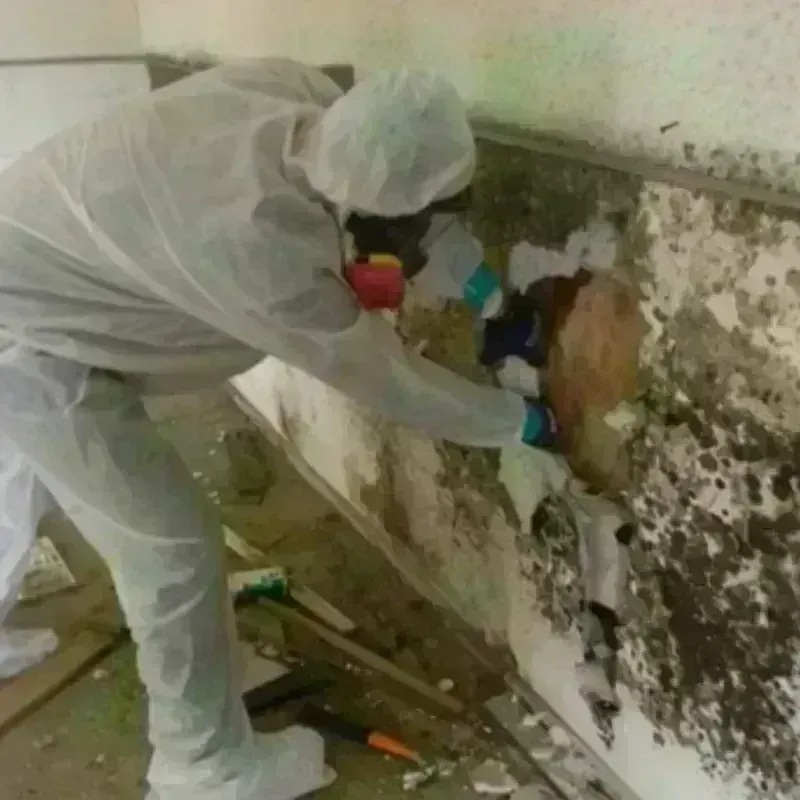 Mold Remediation and Removal in Holiday Lakes, TX